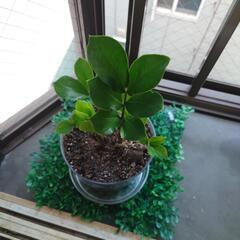 観葉植物4の画像