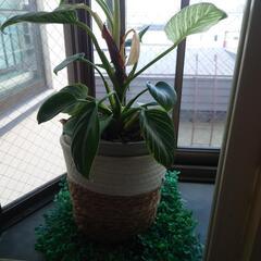 観葉植物5の画像