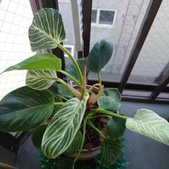 観葉植物5の画像
