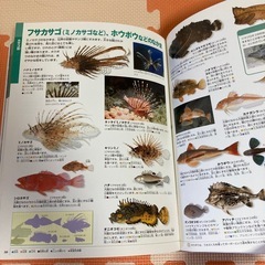 小学館の図鑑ＮＥＯ魚の画像