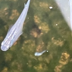 幹之(みゆき)メダカの稚魚10匹の画像