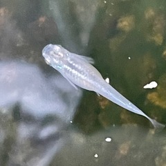 幹之(みゆき)メダカの稚魚10匹の画像