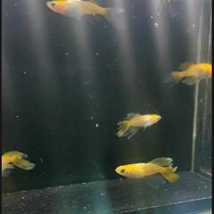 パーティードレスカナリア メダカ 5匹の画像