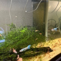 ブルーグラス　オス3匹稚魚11匹の画像