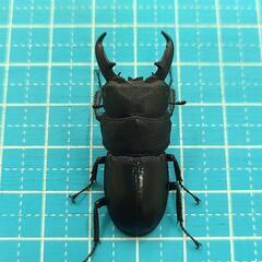 ワケあり🌀　ヒラタクワガタペア　差上げます！　地元 天然物　その1の画像