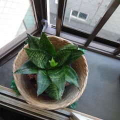 観葉植物8の画像