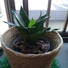 観葉植物8の画像