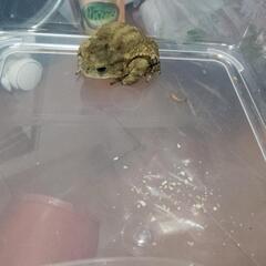 ミヤコヒキガエルCBの画像