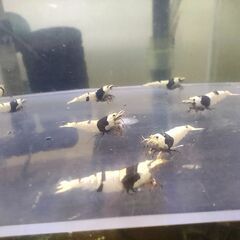 決まりました、受付ストップします◆　　　　　　　　　　　　　　　　　　　　　　　　　　　　　　　　　　　　　　　　　　　　　　　　　　　　　　　　　　　　　　　　　　　　　　　　　　　【現物】ブラックビーシュリンプ　少し小さめ　おまけ込み13匹セットの画像