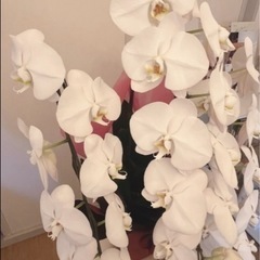 胡蝶蘭の画像