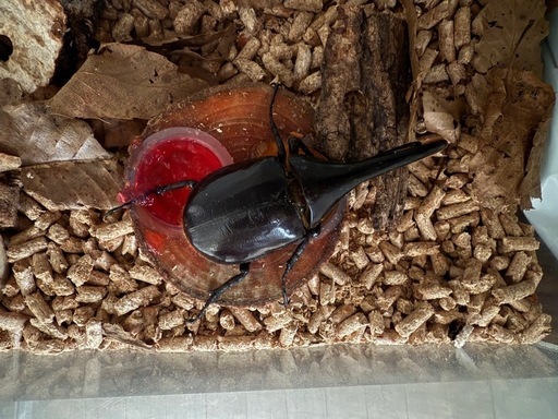 ヘラクレスヘラクレス　♂