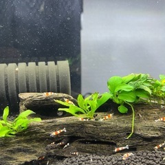 🦐レッドビーシュリンプ10匹の画像