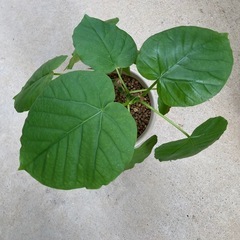 🌱ウンベラータ の画像