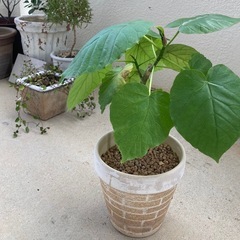 🌱ウンベラータ の画像
