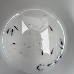 メダカルーナ黒×ミッドナイトフリル　稚魚〜幼魚　10匹＋aの画像