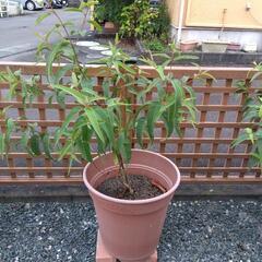 レモンユーカリ❗️高さ約1メートルの画像