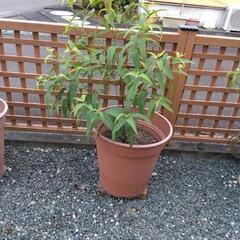 レモンユーカリ❗️高さ約1メートルの画像