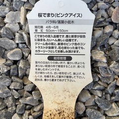 桜でまり　の画像