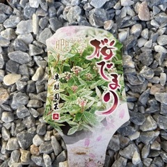 桜でまり　の画像