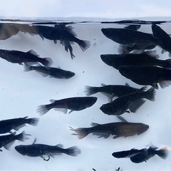 ※哲人さんご予約済み【お盆期間:サービス品⑨】高級品種のブラック系品種の若魚20匹セットの画像