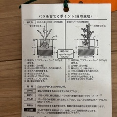 ボレロ　バラの画像