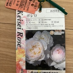 ボレロ　バラの画像