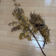 ドライフラワー ミモザ 8/17までの画像