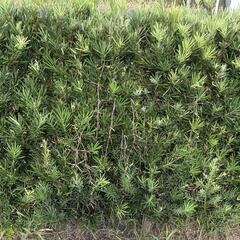 カナメとナゴヤマキ？壁木ですの画像