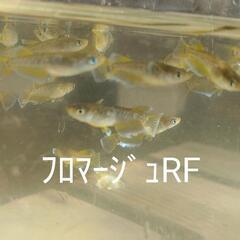 激安！きれいな改良メダカ 色々の画像