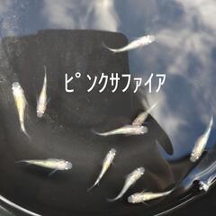 激安！きれいな改良メダカ 色々の画像
