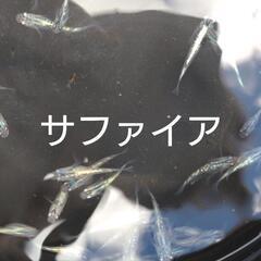激安！きれいな改良メダカ 色々の画像