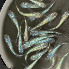 めだか ネプチューン 2ペア  の画像