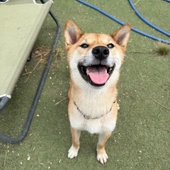 パワフルな柴犬
