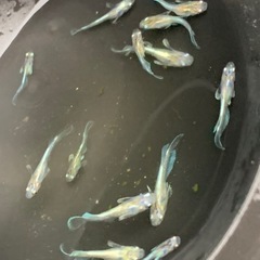 🐟メダカ・エメキン・8匹  の画像