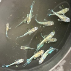 🐟メダカ・エメキン・8匹  の画像