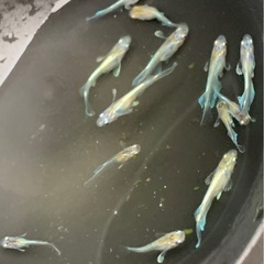 🐟メダカ・エメキン・8匹  の画像