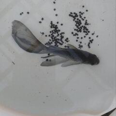 宮城県産 天然記念物 鉄魚の画像