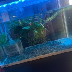 グッピーの水槽の画像
