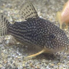 【第三弾】コリドラス・ステルバイ(熱帯魚)　1匹あたり240～300円