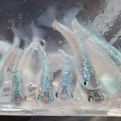 めだか　サファイア　🉐ｽｰﾊﾟｰｾｰﾙの画像