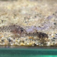【第三弾】コリドラス・ステルバイ(熱帯魚)　1匹あたり240～300円の画像