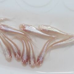 アルビノみゆきヒレ長メダカ 1ペア - 道の駅にのみやで直売しております。メダカ販売店 亀田養魚 めだかの生産・卸・販売。の画像