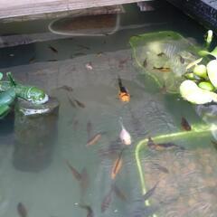 黄鱗 キラキラ金魚 珍しいの画像