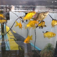 黄鱗 キラキラ金魚 珍しいの画像