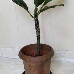 【取引中】🌿プルメリア/薄いピンク60cm/観葉植物🌿の画像