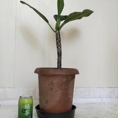 【取引中】🌿プルメリア/薄いピンク60cm/観葉植物🌿の画像