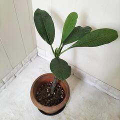 【取引中】🌿プルメリア/薄いピンク60cm/観葉植物🌿の画像