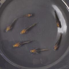 メダカ　竜章鳳姿(りゅうしょうほうし)　幼魚　の画像