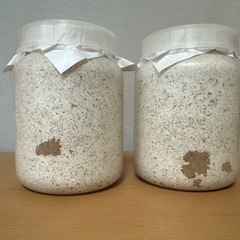 【♂親89.2B】能瀬SR血統オオクワガタ幼虫4頭【菌糸ボトル入り】の画像