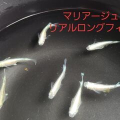 【メダカ】マリアージュリアルロングフィン若魚の画像